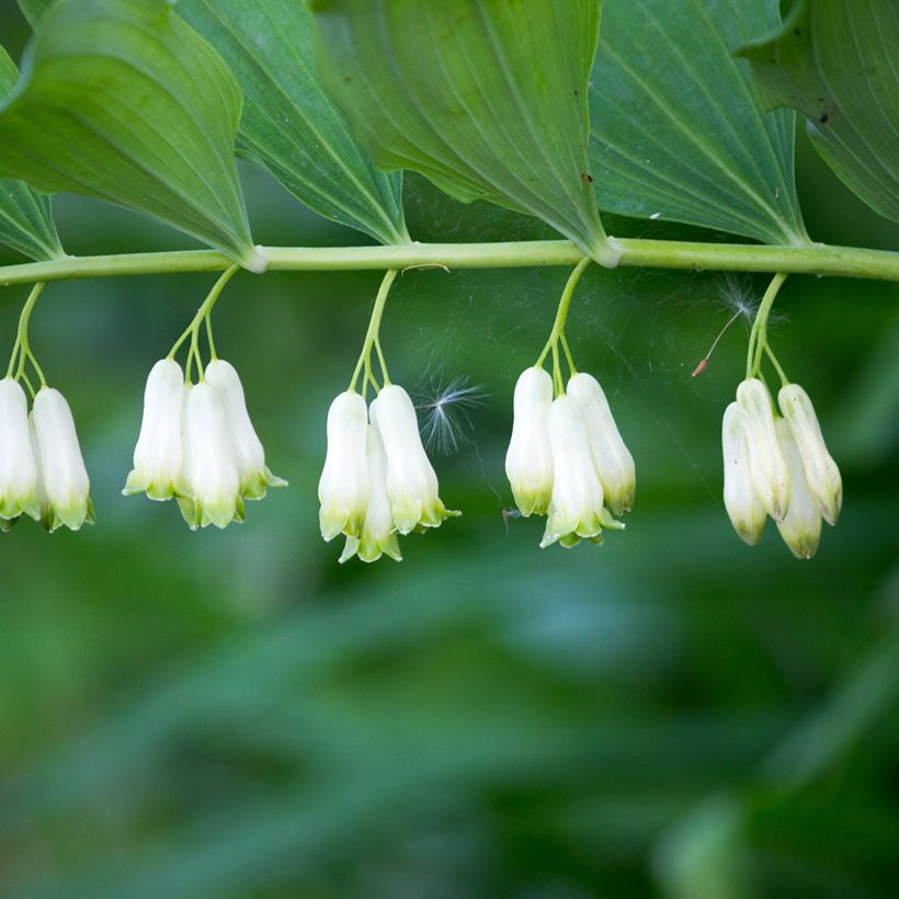 Polygonatum multiflorum - Sigillo di Salomone maggiore (Fioritura)