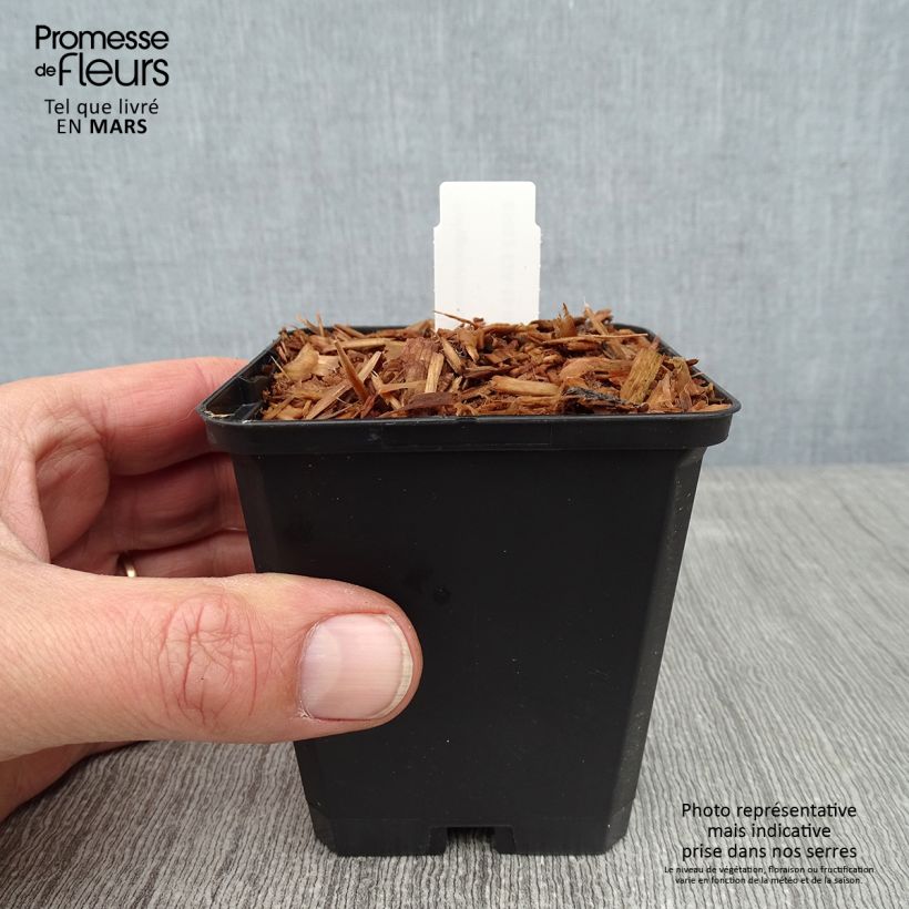 Polygonatum odoratum - Sigillo di Salomone comune Vasetto da 8/9 cm esemplare consegnato in inverno