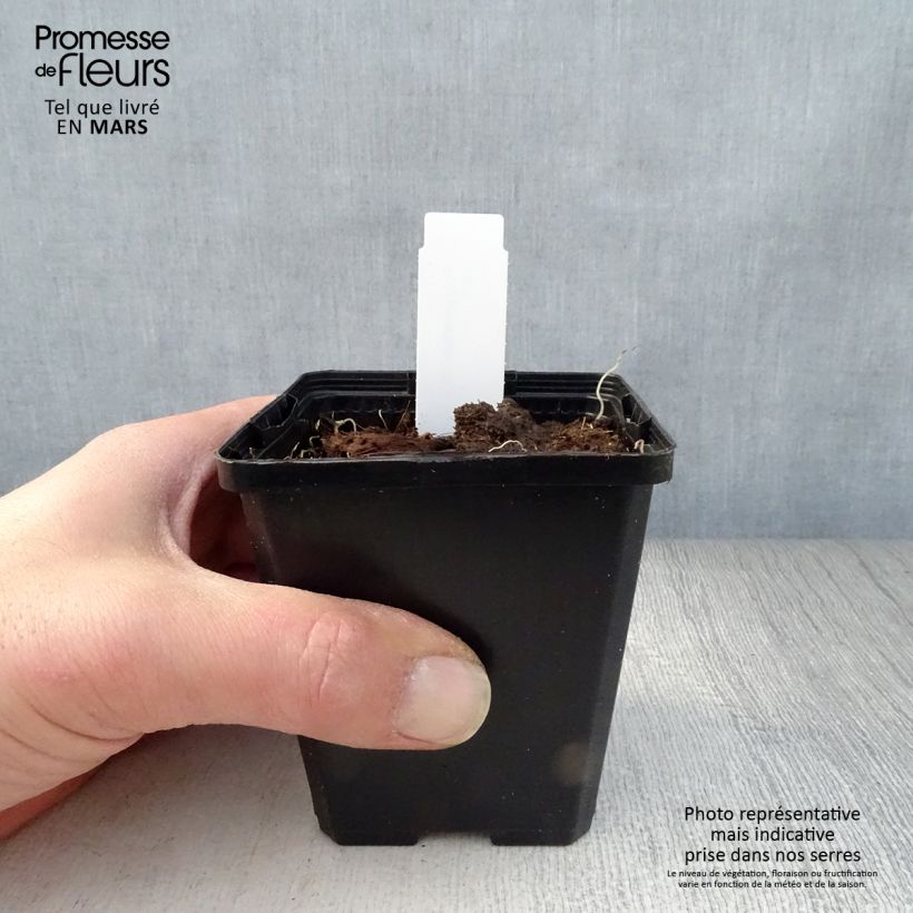 Polygonatum odoratum - Sigillo di Salomone comune Vasetto da 8/9 cm esemplare consegnato in primavera