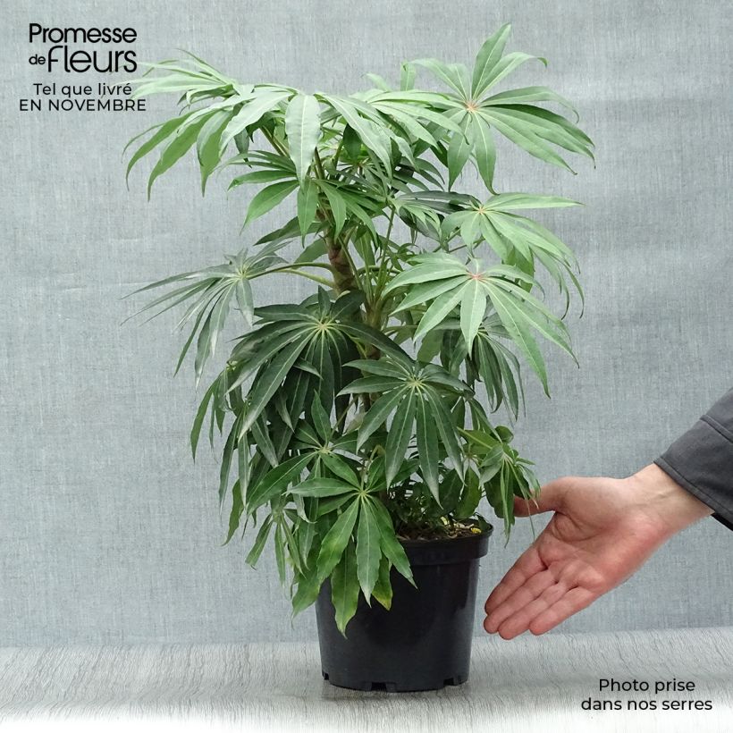 Esemplare di Schefflera taiwaniana Vaso da 2L/3L come consegnato in autunno