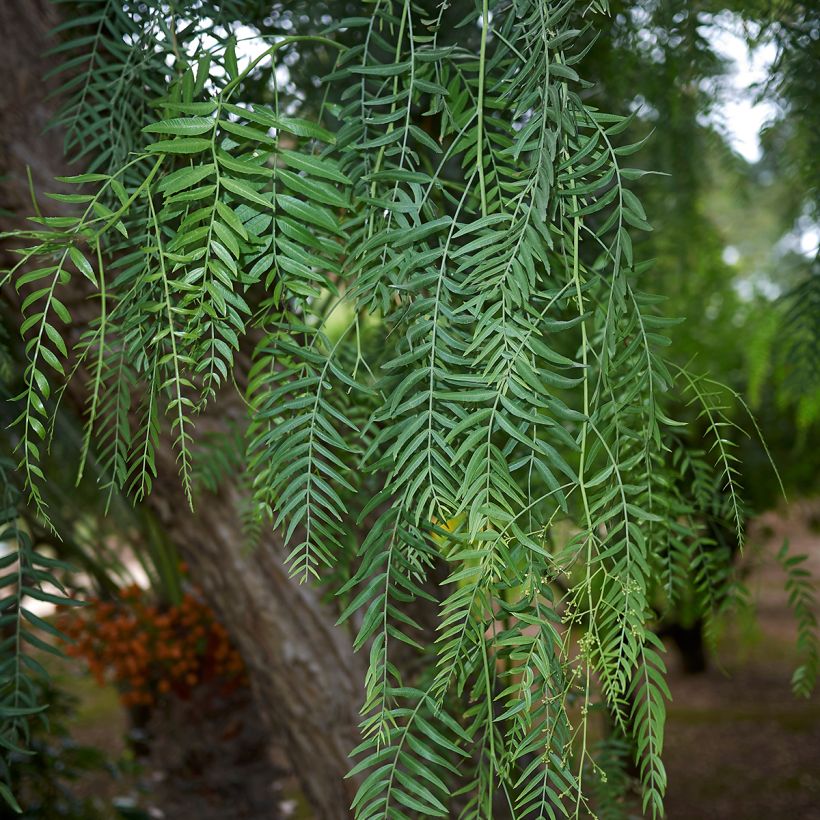 Schinus molle - Pepe falso (Fogliame)