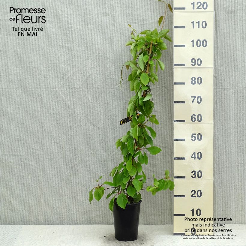 Schisandra chinensis - Bacca dei 5 sapori Vaso da 2L/3L esemplare consegnato in primavera