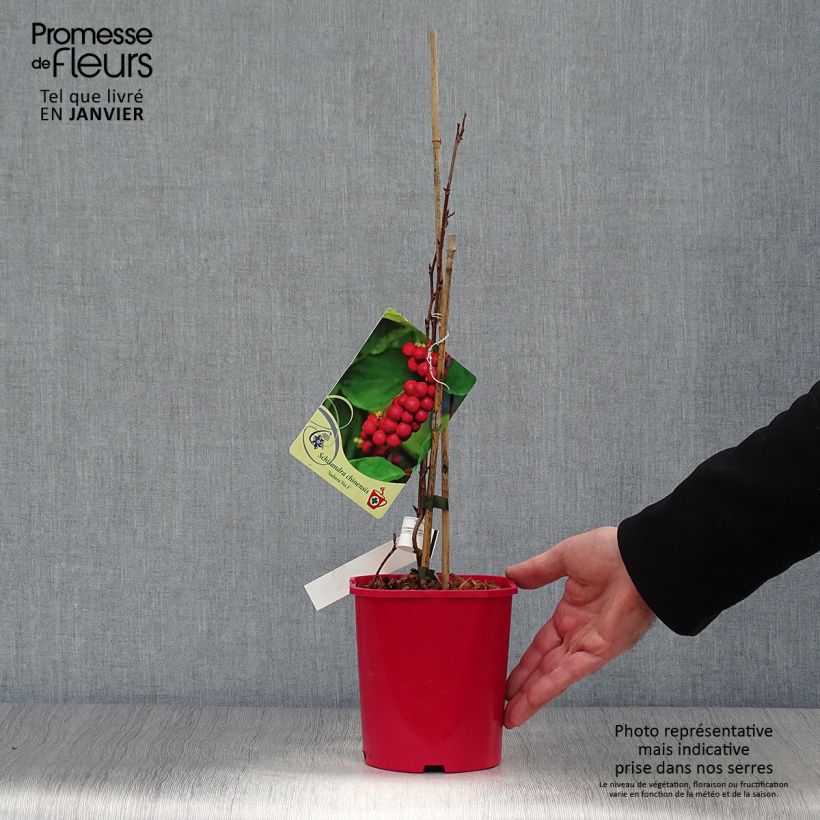 Schisandra chinensis Sadova N°1 - Bacca dei cinque sapori Vaso da 2L/3L esemplare consegnato in inverno