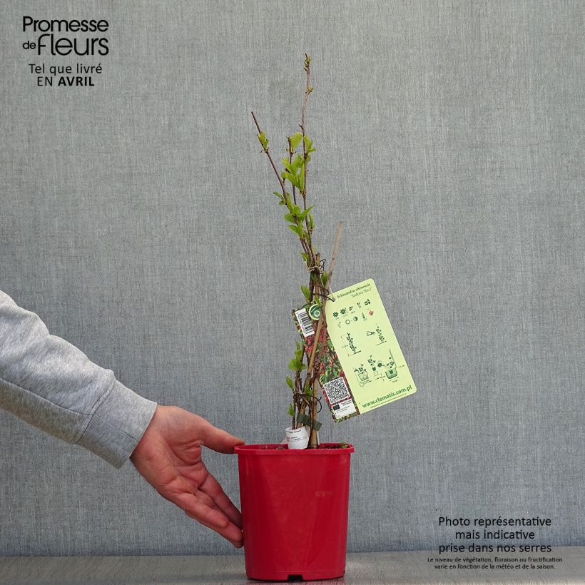 Schisandra chinensis Sadova N°1 - Bacca dei cinque sapori Vaso da 2L/3L esemplare consegnato in primavera