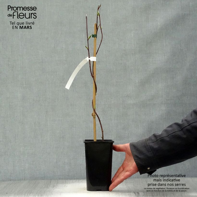 Schisandra grandiflora - Bacca dei 5 sapori Vaso da 1,5L/2L esemplare consegnato in primavera