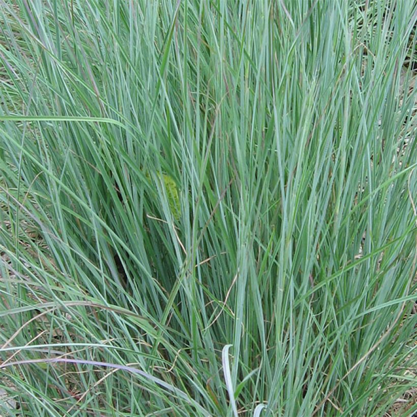 Schizachyrium scoparium (Fogliame)