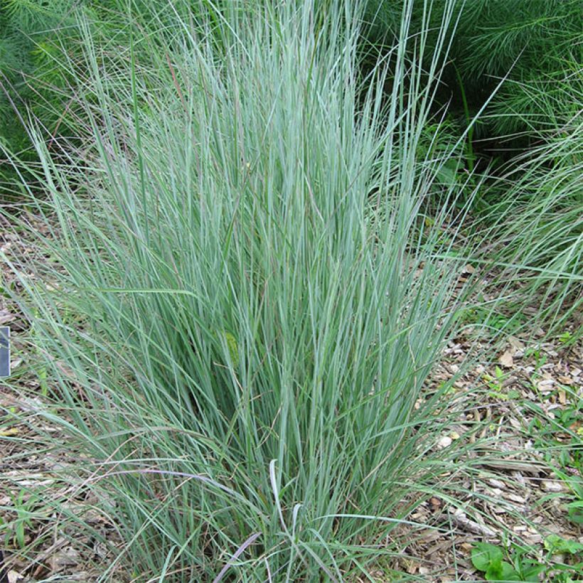 Schizachyrium scoparium (Porto)