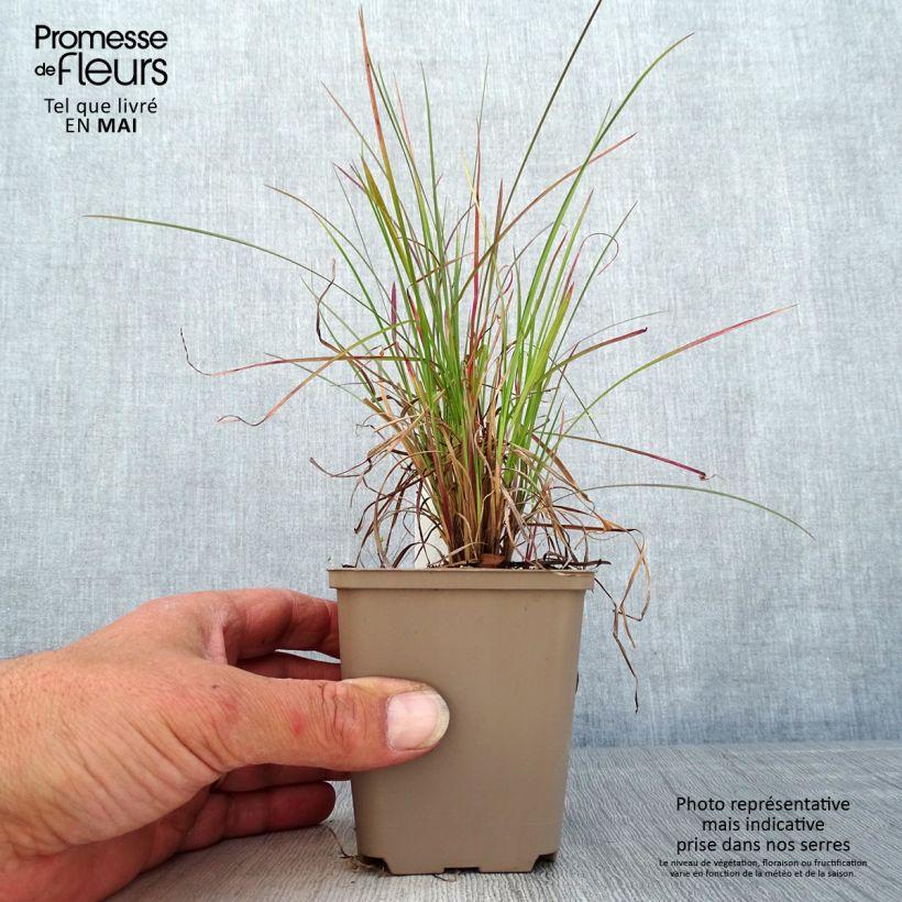 Schizachyrium scoparium Blaze Vasetto da 8/9 cm esemplare consegnato in primavera