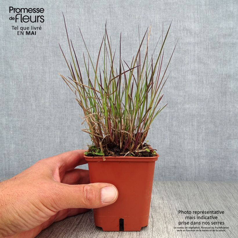 Schizachyrium scoparium Blue Heaven Vasetto da 8/9 cm esemplare consegnato in primavera