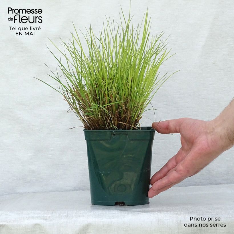 Schizachyrium scoparium Blue Heaven Vaso da 2L/3L esemplare consegnato in primavera