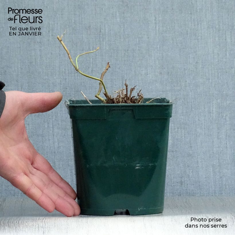 Schizachyrium scoparium Blue Heaven Vaso da 2L/3L esemplare consegnato in inverno