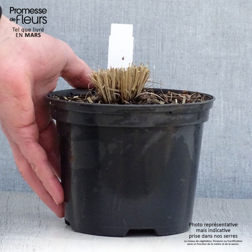 Schizachyrium scoparium Chameleon Vaso da 2L/3L esemplare consegnato in primavera