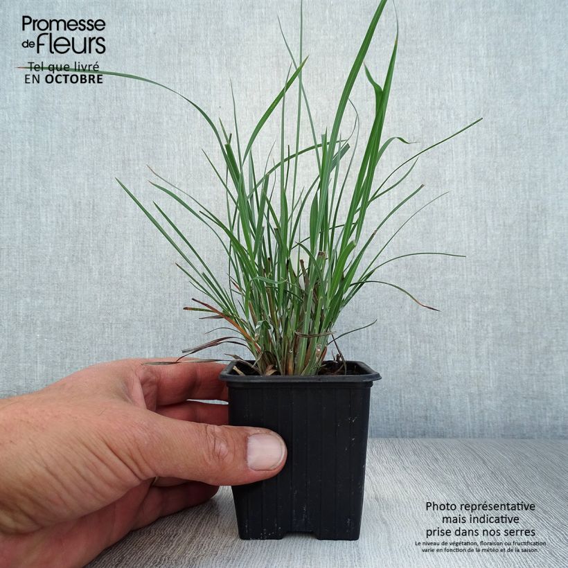 Esemplare di Schizachyrium scoparium Vasetto da 8/9 cm come consegnato in autunno