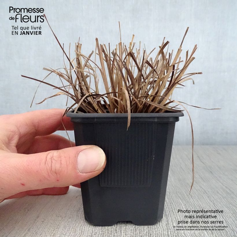 Schizachyrium scoparium Vasetto da 8/9 cm esemplare consegnato in inverno