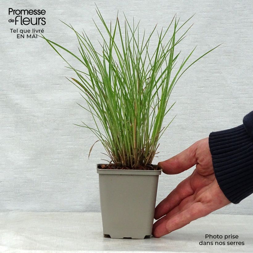 Schizachyrium scoparium Ha Ha Tonka Vasetto da 8/9 cm esemplare consegnato in primavera