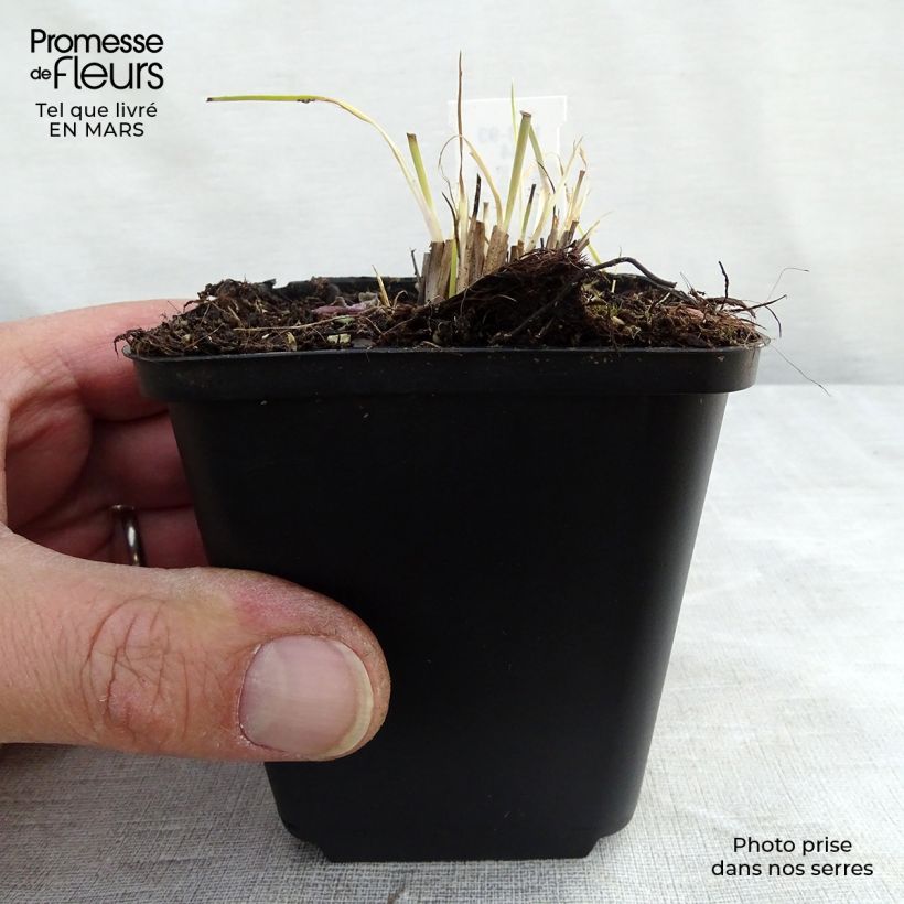 Schizachyrium scoparium Prairie Blues Vasetto da 8/9 cm esemplare consegnato in inverno