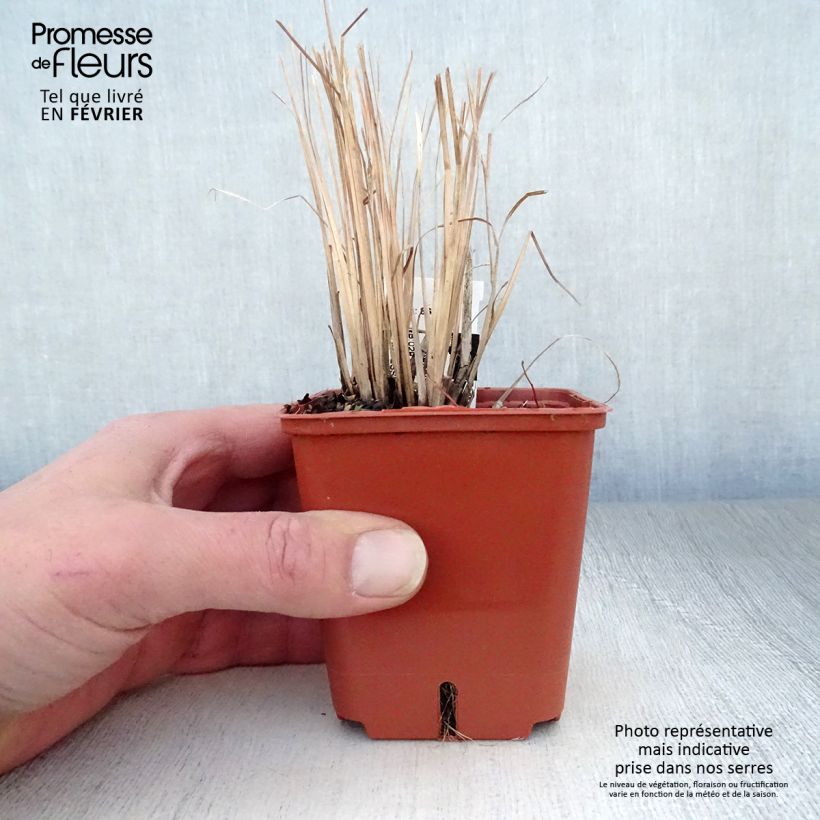 Schizachyrium scoparium Standing Ovation Vasetto da 8/9 cm esemplare consegnato in inverno
