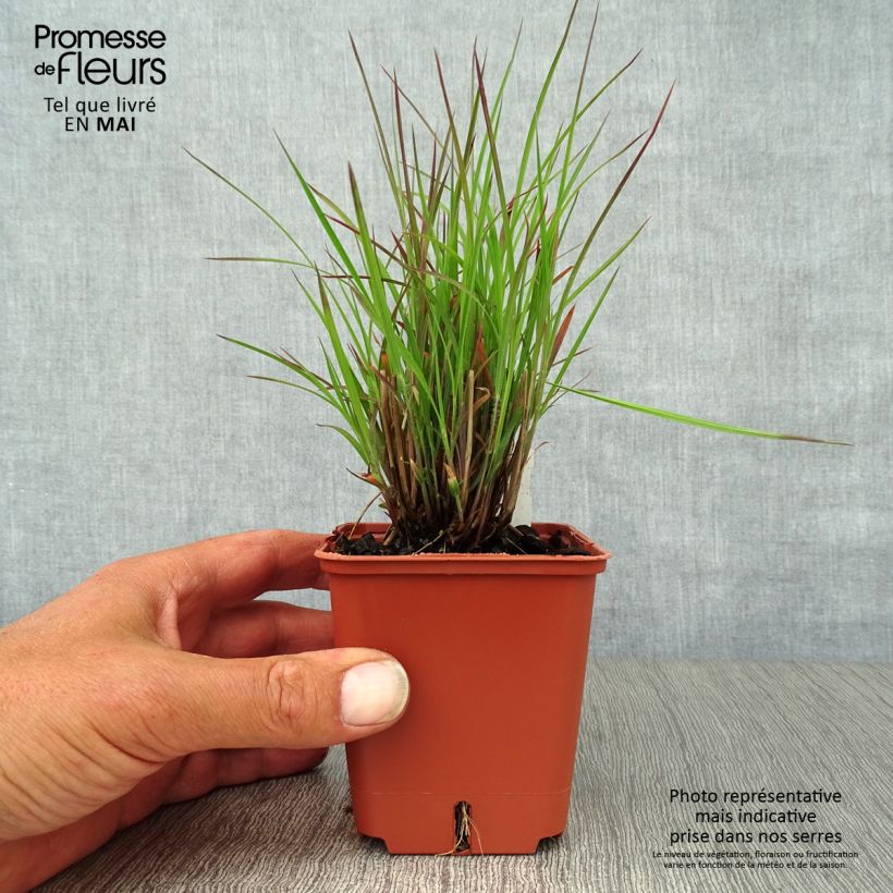 Schizachyrium scoparium Standing Ovation Vasetto da 8/9 cm esemplare consegnato in primavera