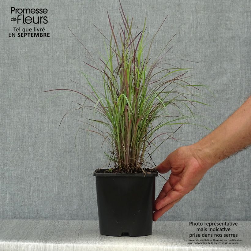 Esemplare di Schizachyrium scoparium Twilight Zone Vaso da 2L/3L come consegnato in autunno