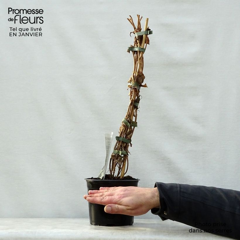 Schizophragma fauriei Angel Wings Vaso da 2L/3L esemplare consegnato in inverno