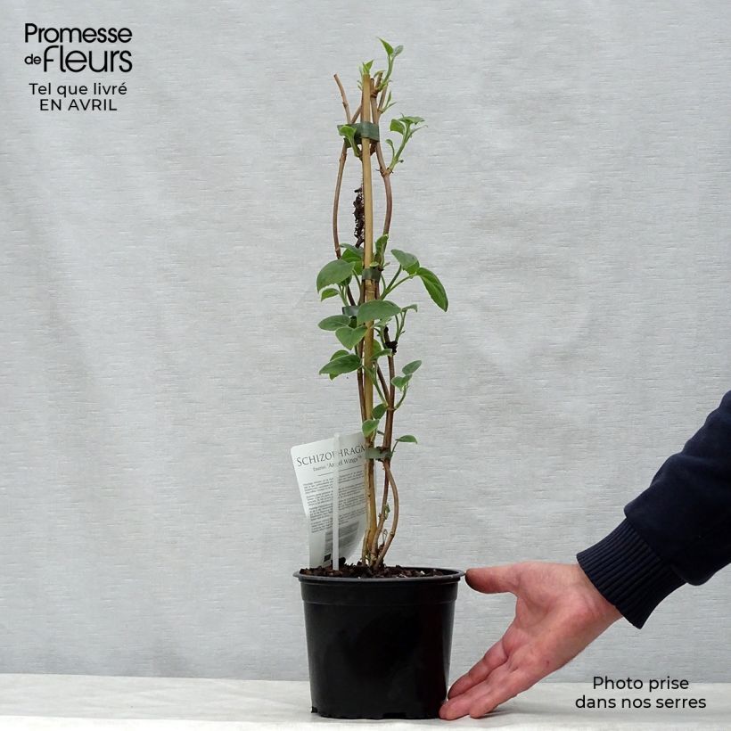 Schizophragma fauriei Angel Wings Vaso da 2L/3L esemplare consegnato in primavera