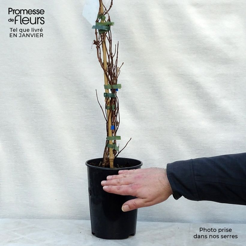 Schizophragma hydrangeoides Moonlight Vaso da 2L/3L esemplare consegnato in inverno