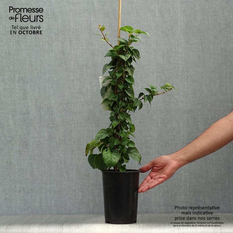 Esemplare di Schizophragma hydrangeoides Moonlight Vaso da 2L/3L come consegnato in autunno