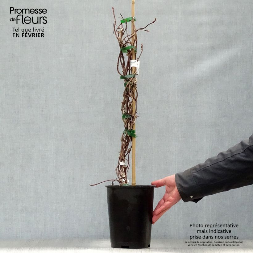 Schizophragma hydrangeoides Rose Sensation Vaso da 2L/3L esemplare consegnato in inverno