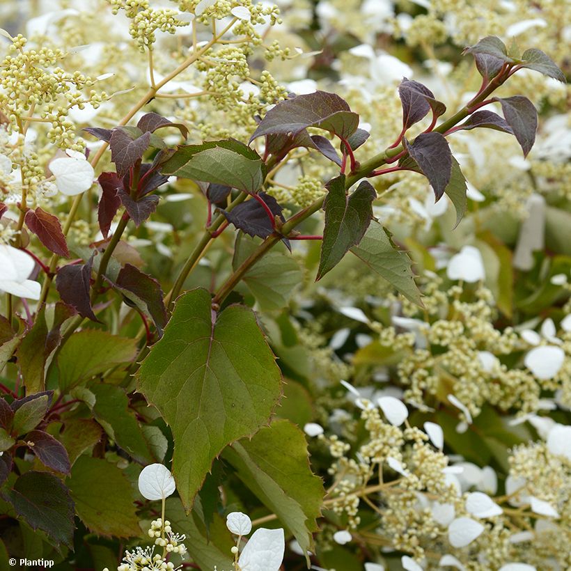 Schizophragma hydrangeoides Snow Sensation (Fogliame)