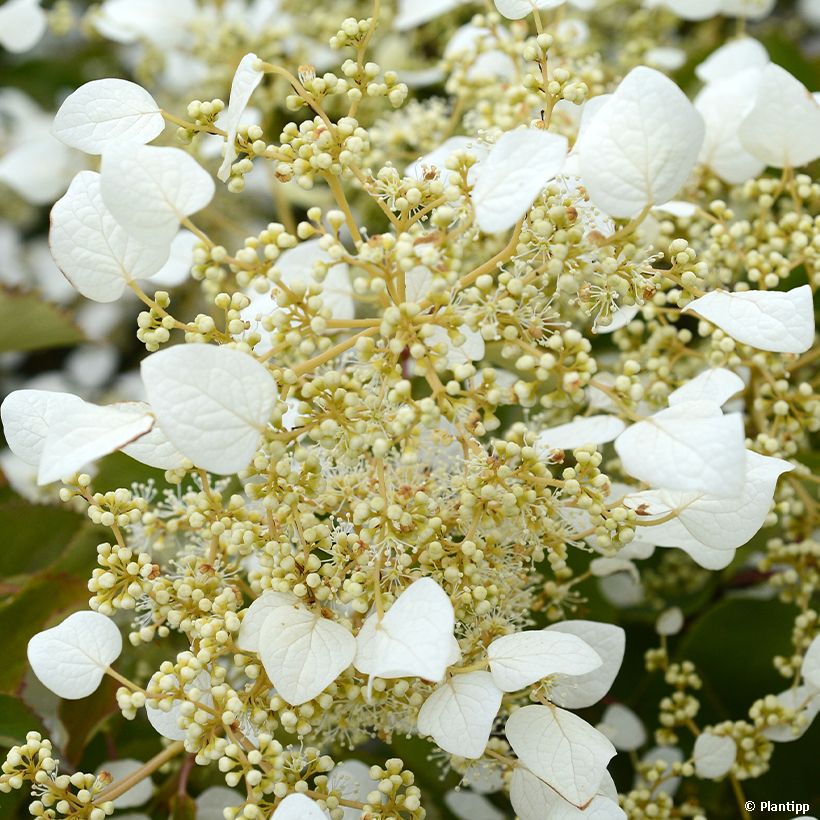 Schizophragma hydrangeoides Snow Sensation (Fioritura)