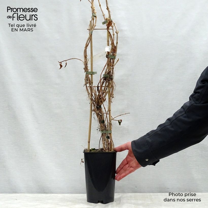 Schizophragma hydrangeoides Windmills Vaso da 2L/3L esemplare consegnato in primavera