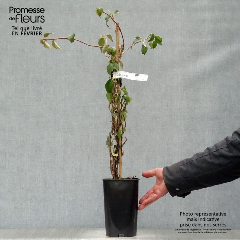 Schizophragma hydrangeoides Windmills Vaso da 2L/3L esemplare consegnato in inverno