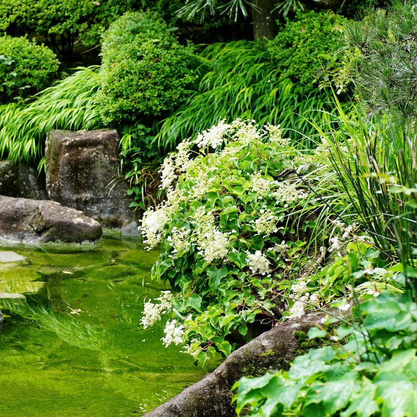 Schizophragma hydrangeoides (Porto)