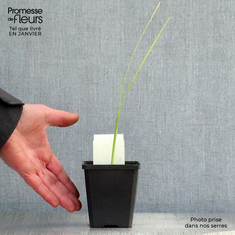 Schizostylis coccinea Alba Vasetto da 7/8 cm esemplare consegnato in inverno