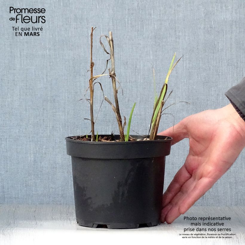 Schizostylis coccinea Alba Vaso da 2L/3L esemplare consegnato in primavera