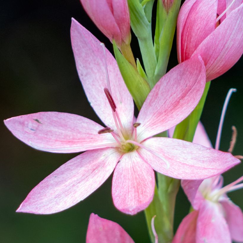 Schizostylis coccinea Rosea (Fioritura)