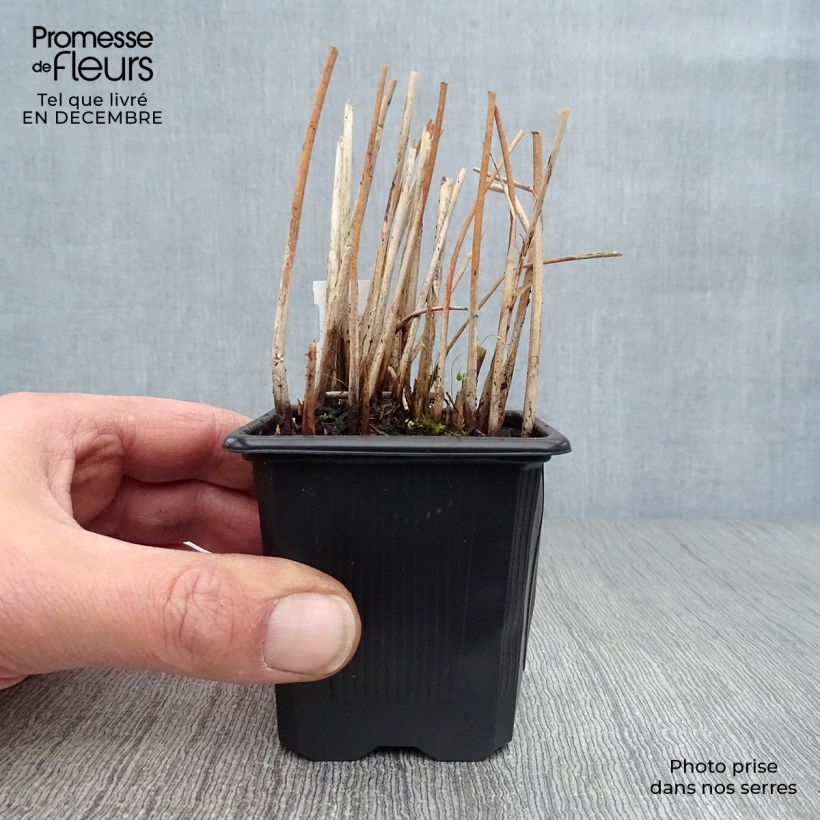 Schoenoplectus lacustris subsp tabernaemontani Zebrinus Vasetto da 8/9 cm esemplare consegnato in inverno