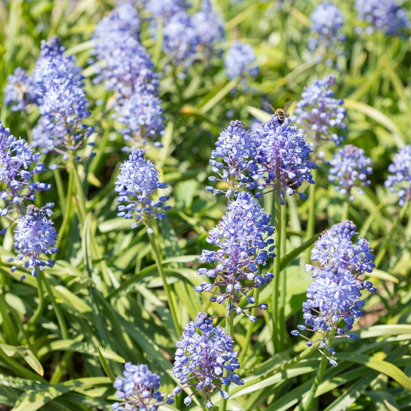 Scilla litardierei - Scilla di Litardiere (Porto)