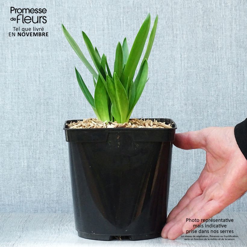 Esemplare di Scilla peruviana - Scilla maggiore Vaso da 2L/3L come consegnato in autunno