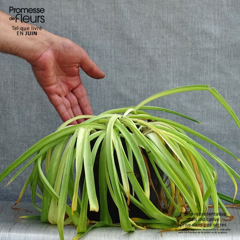 Esemplare di Scilla peruviana - Scilla maggiore Vaso da 2L/3L consegnato in estate