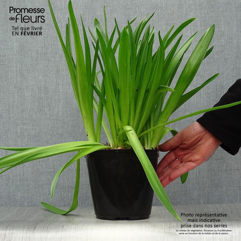 Scilla peruviana - Scilla maggiore Vaso da 2L/3L esemplare consegnato in inverno