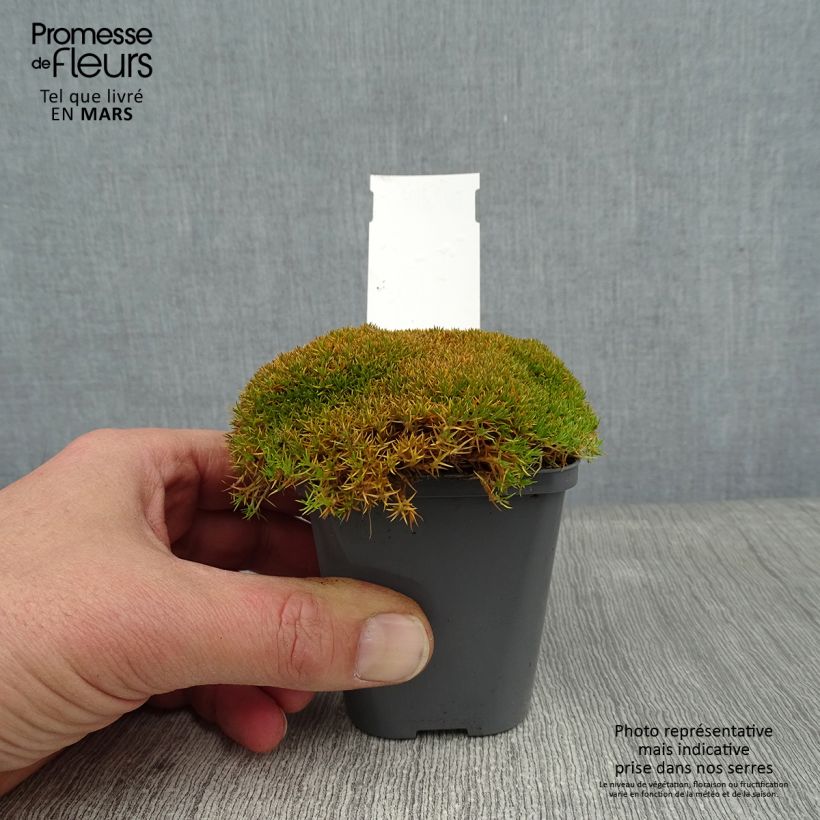 Scleranthus uniflorus Vasetto da 8/9 cm esemplare consegnato in inverno