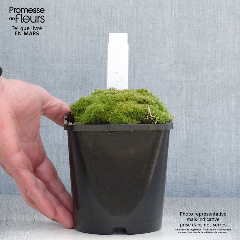 Scleranthus uniflorus Vaso da 1,5L/2L esemplare consegnato in primavera