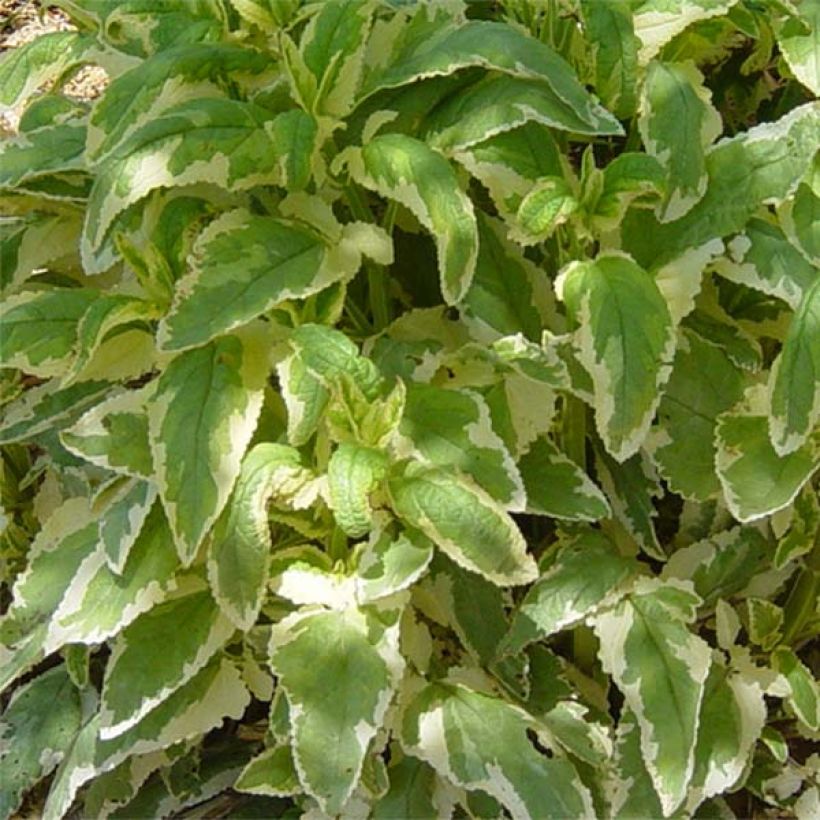 Scrophularia auriculata Variegata (Fogliame)
