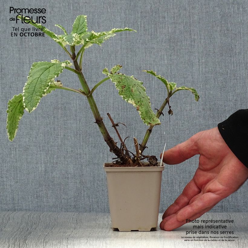 Esemplare di Scrophularia auriculata Variegata Vasetto da 8/9 cm come consegnato in autunno