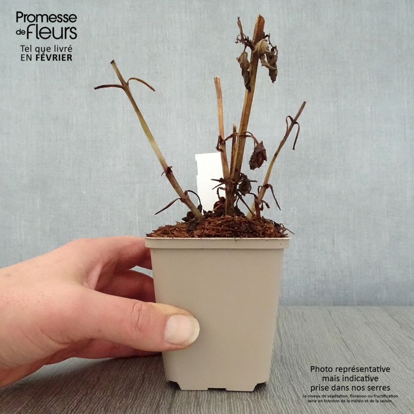 Scrophularia auriculata Variegata Vasetto da 8/9 cm esemplare consegnato in inverno