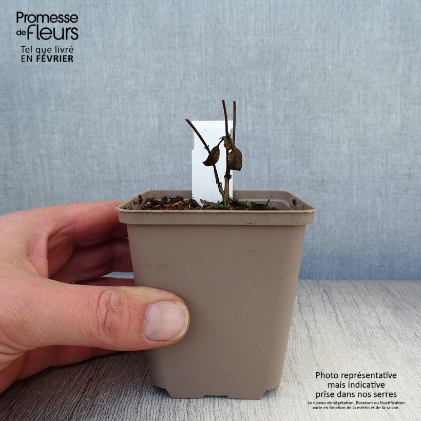 Scutellaria incana Vasetto da 8/9 cm esemplare consegnato in inverno