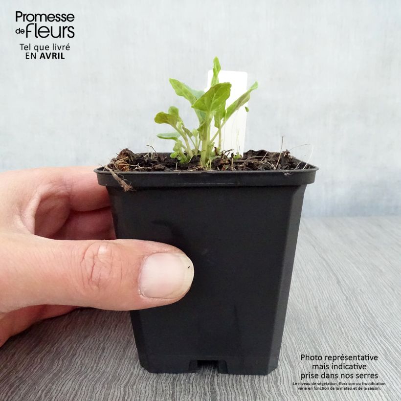 Scutellaria incana Vasetto da 8/9 cm esemplare consegnato in primavera