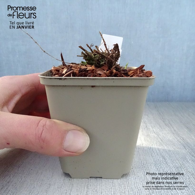 Scutellaria scordiifolia Vasetto da 8/9 cm esemplare consegnato in inverno