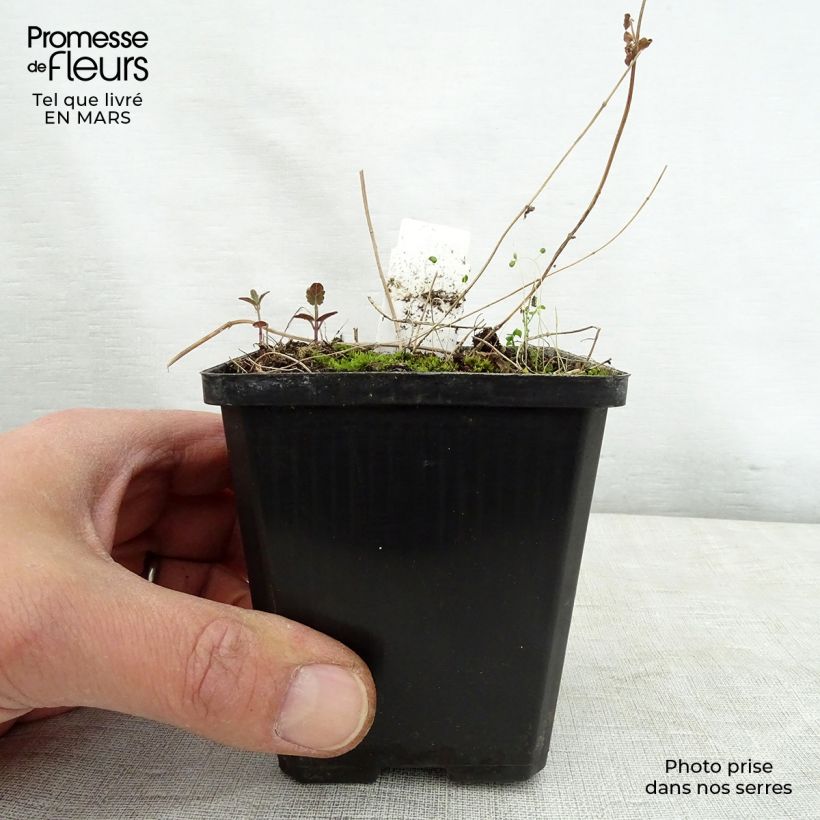 Scutellaria scordiifolia Vasetto da 8/9 cm esemplare consegnato in primavera